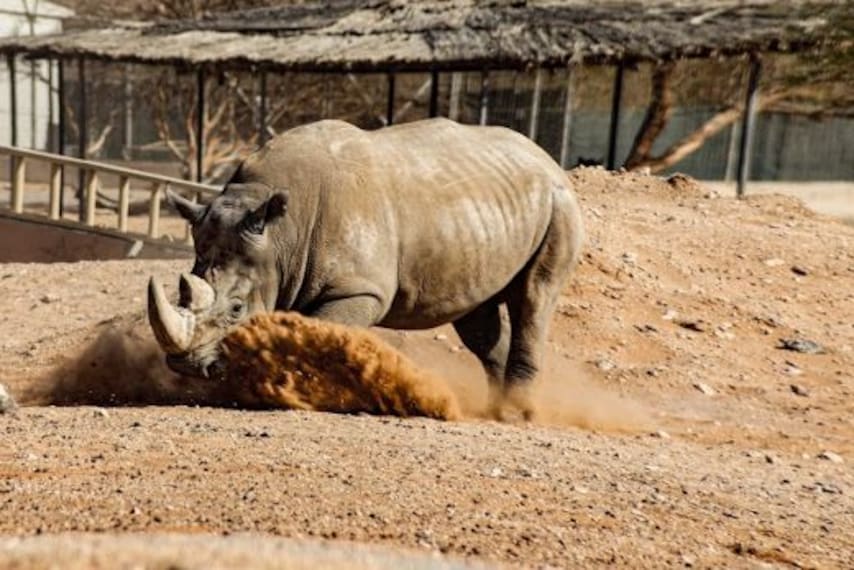 Al Ain Zoo-2